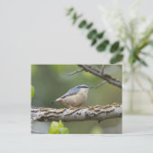 Rood geborsteld Nuthatch Briefkaart (Staand voorkant)