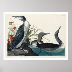 Rood-Gedekte duiker door Poster van Audubon