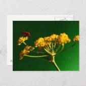 Rood - Geel - Groen Briefkaart (Voorkant / Achterkant)