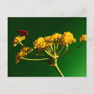 Rood - Geel - Groen Briefkaart
