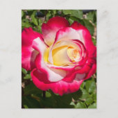 Rood & Geel Rose Briefkaart (Voorkant)
