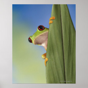 Rood-geoogste kikker die van achter een lef naar v poster