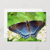 Rood gepotten Paars - Butterfly Briefkaart (Voorkant / Achterkant)