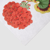 Rood geraniumbotanisch 10 x 15-inch weefselpapier tissuepapier (Detail)