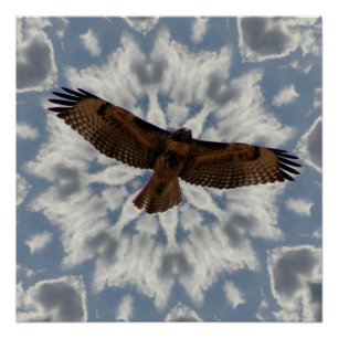 Rood-gevangen Hawk in vlucht Full Wing Span Perfect Poster