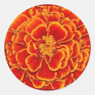 Rood & Goud Marigold Bloem Geschenken door Sharles Ronde Sticker