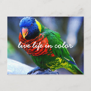 Rood Groen Blauw Vogel Leven in Kleur Script Vet Briefkaart