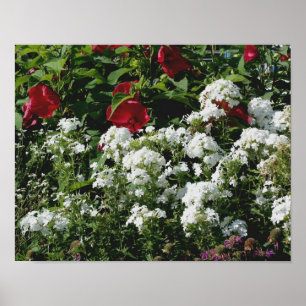 Rood Hibiscus en witte Phlox bloeiende tuin Poster