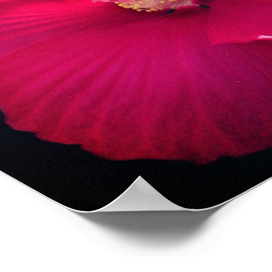 Rood Hibiscus fluithaar dicht Poster (Hoek)