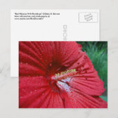 Rood Hibiscus met regendruppels Briefkaart (Voorkant / Achterkant)