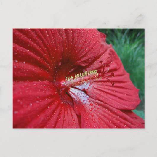 Rood Hibiscus met regendruppels Briefkaart (Voorkant)