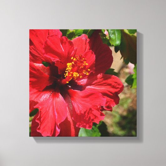 Rood Hibiscus verpakt Canvas Afdruk (Voorkant)