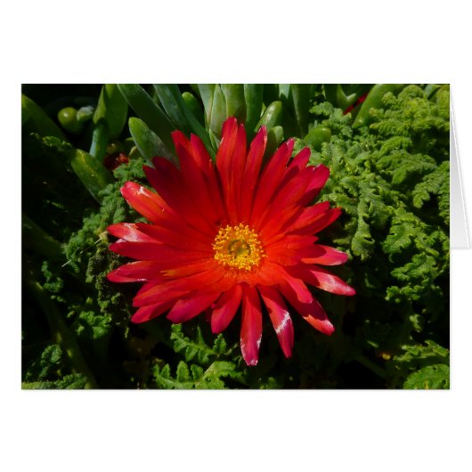 Rood IJzerblazer, kleurrijk tapijt Plant (Voorkant Horizontaal)