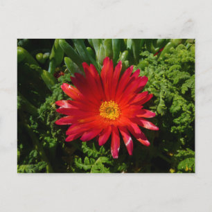 Rood IJzerblazer, kleurrijk tapijt Plant Briefkaart