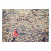 Rood in een Dreary Winter, Kardinaal en Sparrow (Voorkant Horizontaal)