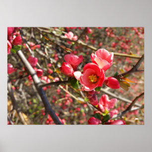 rood in lente poster