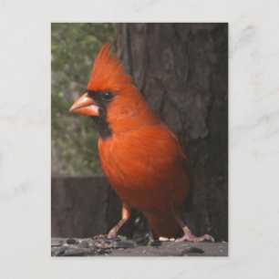 Rood kardinaal Briefkaart