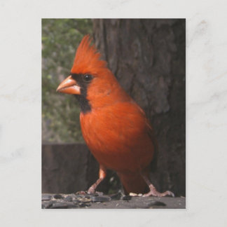 Rood kardinaal Briefkaart