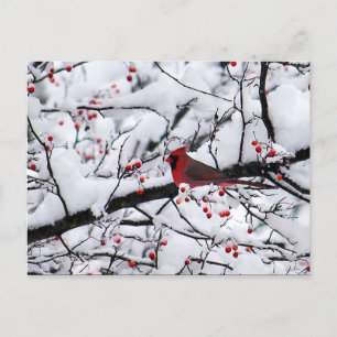 Rood kardinaal sneeuw briefkaart