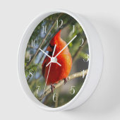 Rood kardinale stekels (Hoek)