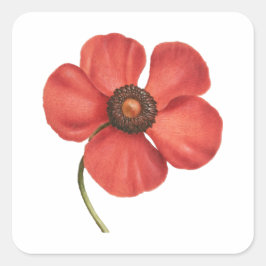  rood klaproos botanische vierkante sticker