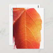 Rood leder briefkaart (Voorkant / Achterkant)