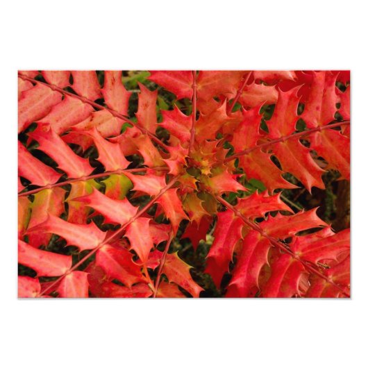 Rood leder, Leaf Background, Leaf, Laves, Plant Foto Afdruk (Voorkant)