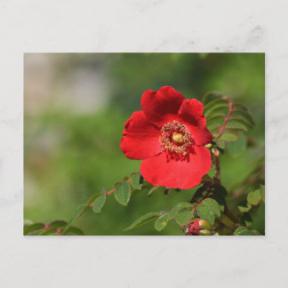Rood licht briefkaart
