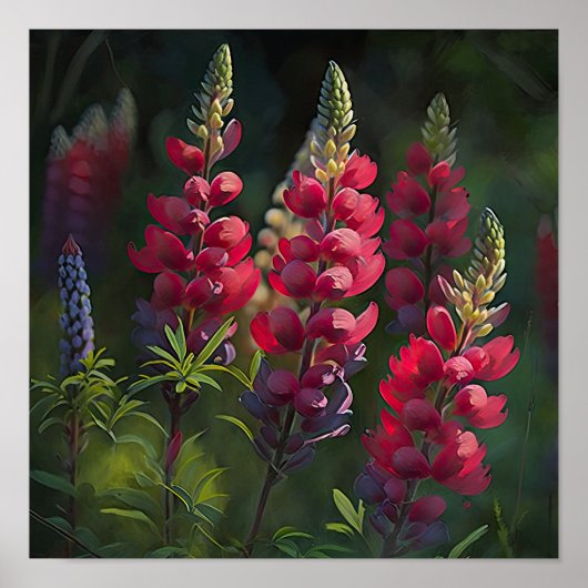 Rood Lupine Bloem Art Print Poster (Voorkant)
