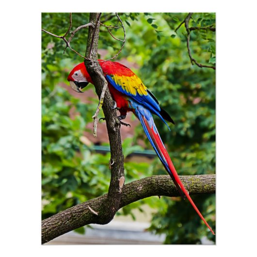 Rood Macaw Wall Glossy Poster Perfect Poster (Voorkant)