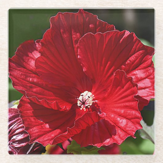 Rood moeras Hibiscus Bloom Floral Glazen Onderzetter (Voorkant)