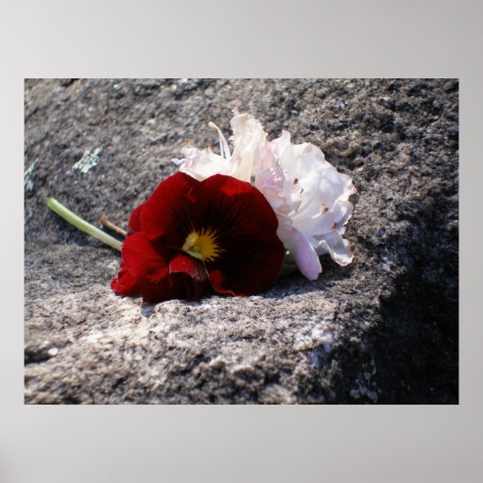 Rood-n-wit Poster (Voorkant)