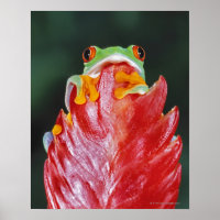 Rood-ogen boomkikker op leder