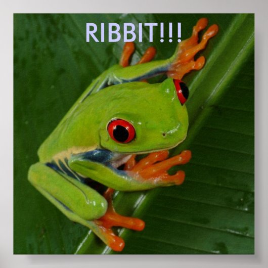 Rood-Oogboomkikker, RIBBIT!! Poster (Voorkant)