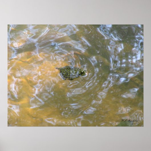 Rood-oorglijder Hatchling Poster (Voorkant)