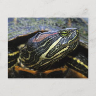 Rood-oorglijder, Trachemys scripta elegans, 2 Briefkaart
