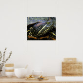 Rood-oorglijder, Trachemys scripta elegans, 2 Poster (Keuken)