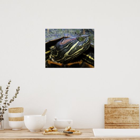 Rood-oorglijder, Trachemys scripta elegans, 2 Poster (Keuken)