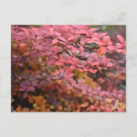 Rood Oranje Herfst najaar Natuur foto