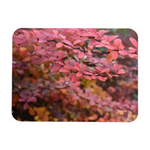 Rood Oranje Herfst najaar Natuur foto Magneet