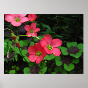 Rood Oxalis ~ druk Poster