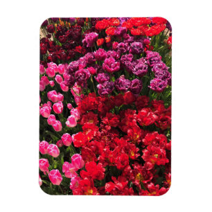 Rood, Paars en roze Tulip Garden Bed, Oregon Magneet