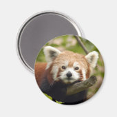 rood-panda-004 magneet (Voorkant / Achterkant)