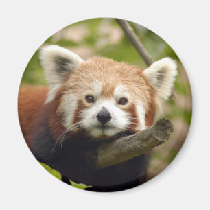 rood-panda-004 magneet