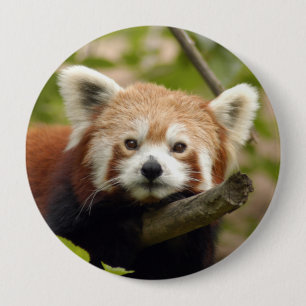 rood-panda-004 ronde button 4,0 cm