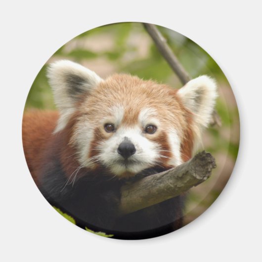 rood-panda-005 magneet (Voorkant)