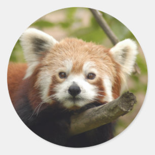rood-panda-005 ronde sticker