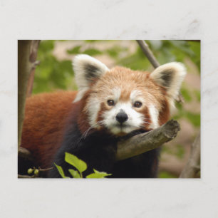 rood-panda-007 briefkaart