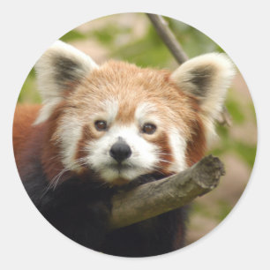 rood-panda-007 ronde sticker