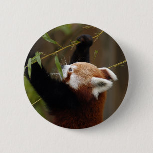 rood-panda-021 ronde button 5,7 cm